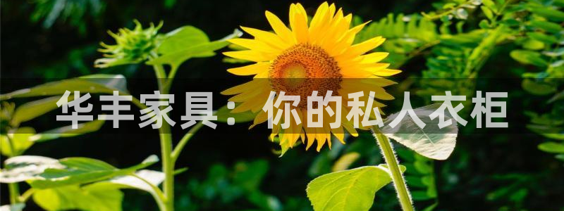 先锋娱乐管理集团招聘：华丰家具：你的私人衣柜